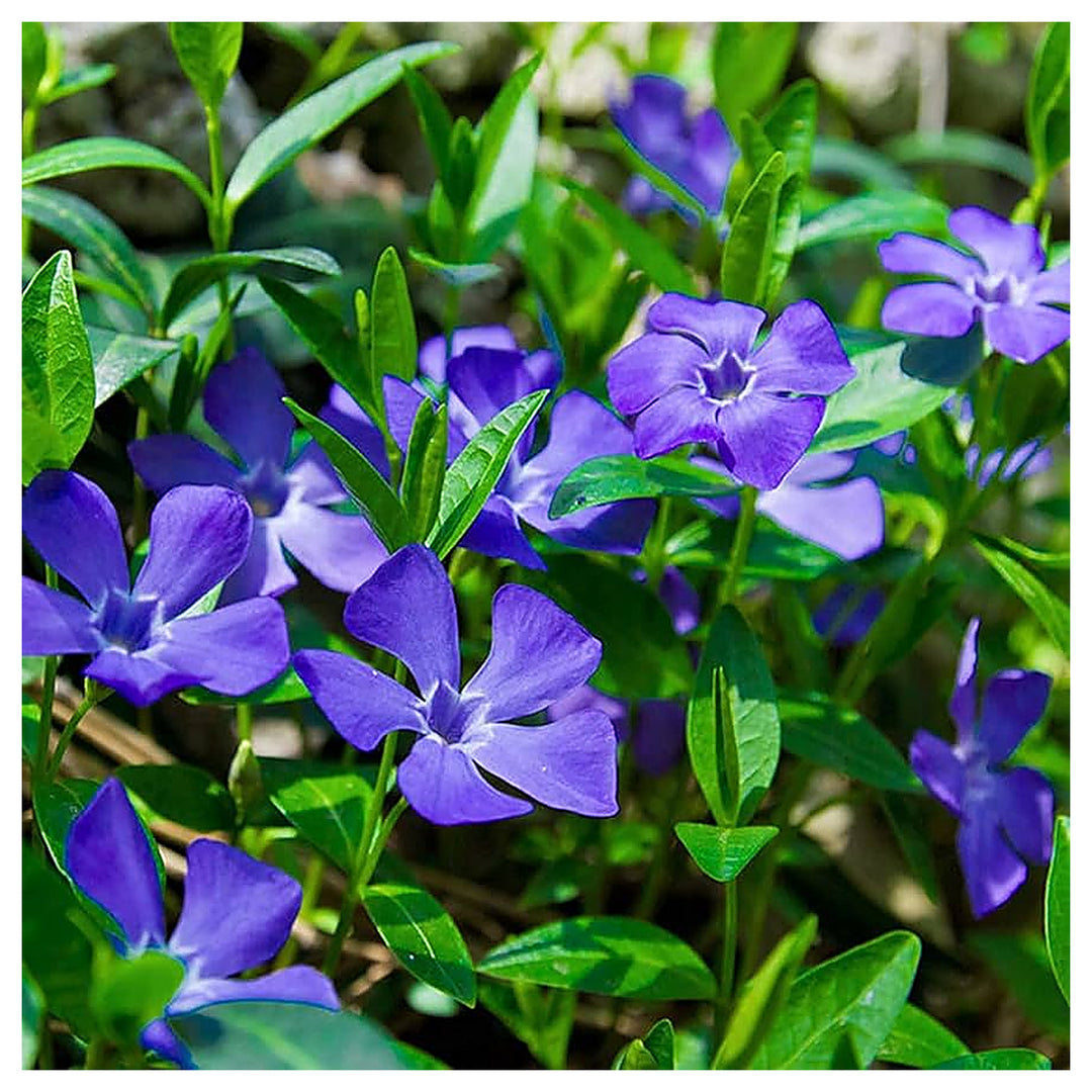 Blue Vinca Periwinkle Plant Seeds – Heirloom Non-GMO High Germination Seeds for Planting Home &amp; Outdoor Gardens | Neera Seeds product photo [neera-v4-d9a97b4952de59a36491]