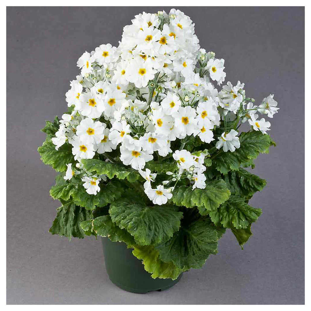 White Primula Malacoides Flower Seeds for Planting – Heirloom, Non-GMO, High Germination Organic Garden Seeds | Neera Seeds product photo [neera-v4-d9abfb2c9b9234620fbf]