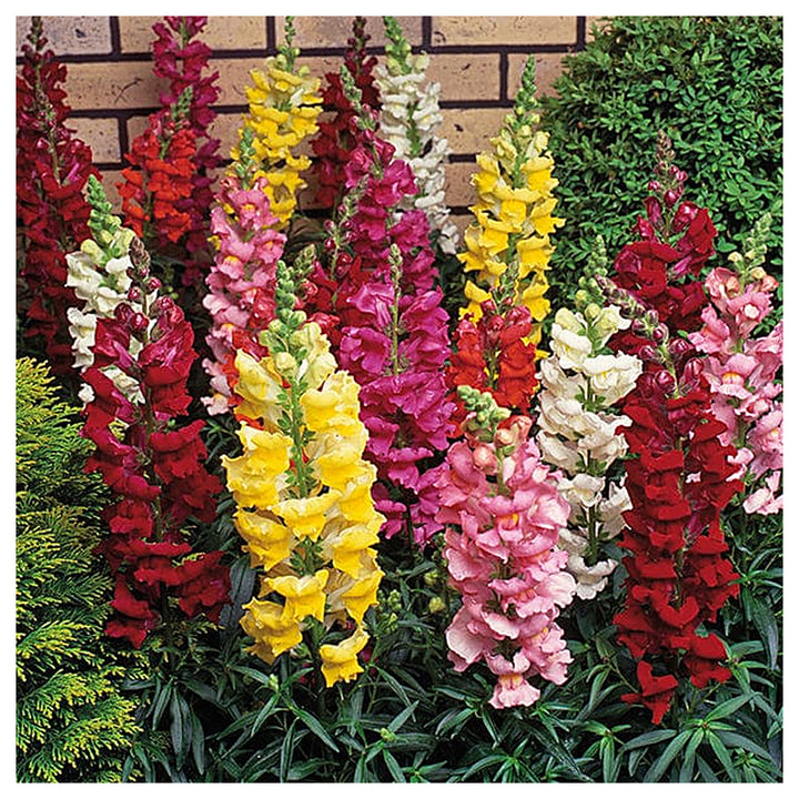 Heirloom Antirrhinum Flower Seeds, Non-GMO, Snapdragon Blooms for Garden Borders | Neera Seeds product photo [neera-v4-d9ad1b0e0e006e68d953]