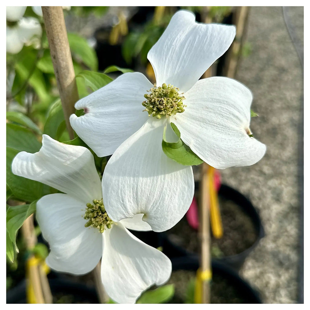 Cornus Florida Seeds for Planting – Organic Heirloom Non-GMO High Germination Flowering Tree Seeds | Neera Seeds product photo [neera-v4-d9b9645ab42e39723b1e]