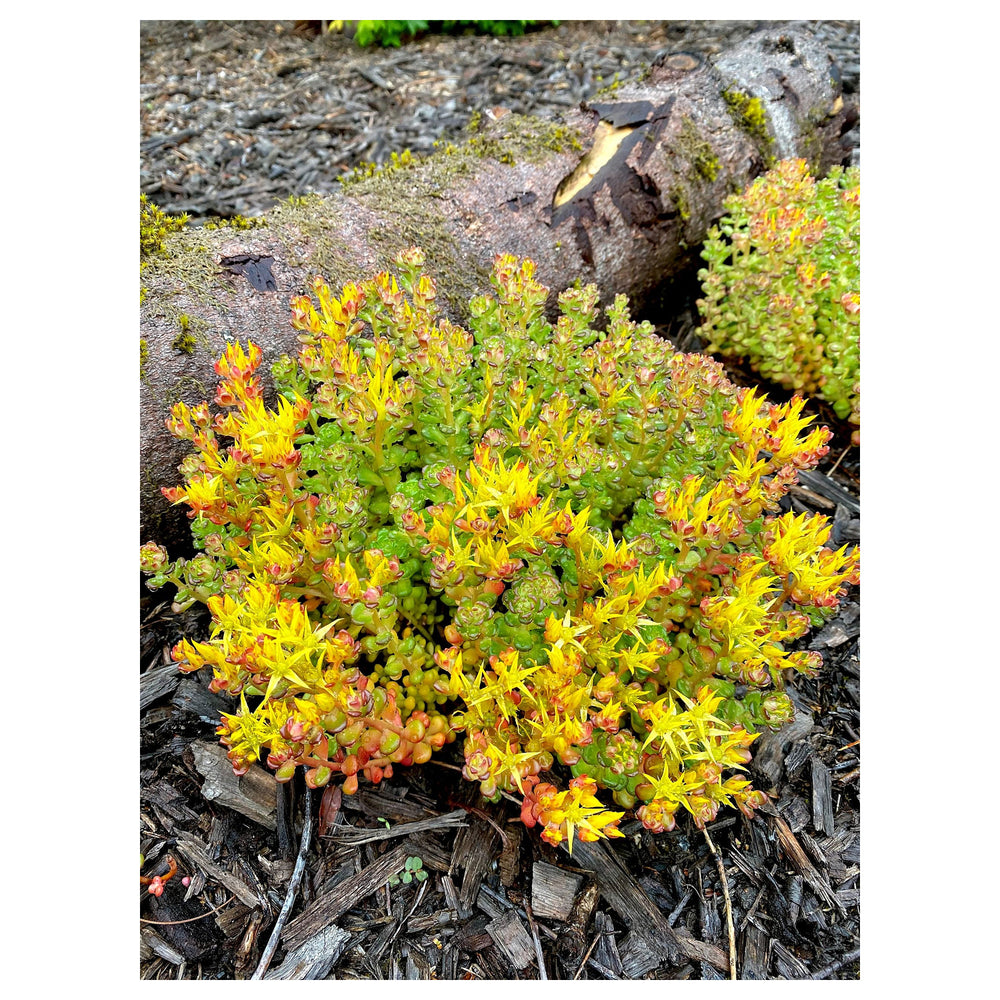 Heirloom Non-GMO Yellow Sedum Oreganum Flower Seeds for Planting – Drought-Resistant Ground Cover Blooms | Neera Seeds product photo [neera-v4-d9bfd60ee23bdecb899e]