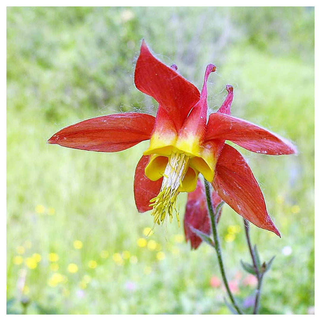 Red Aquilegia Canadensis Flower Seeds for Planting – Heirloom Non-GMO Organic Garden Seeds, High Germination | Neera Seeds product photo [neera-v4-d9fd7b9717a095bb4327]