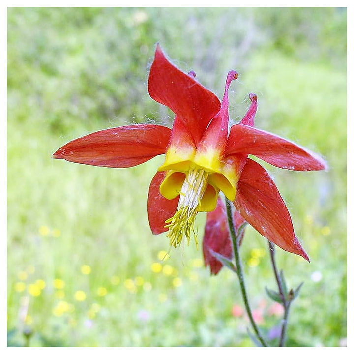 Red Aquilegia Canadensis Flower Seeds for Planting – Heirloom Non-GMO Organic Garden Seeds, High Germination | Neera Seeds product photo [neera-v4-d9fd7b9717a095bb4327]