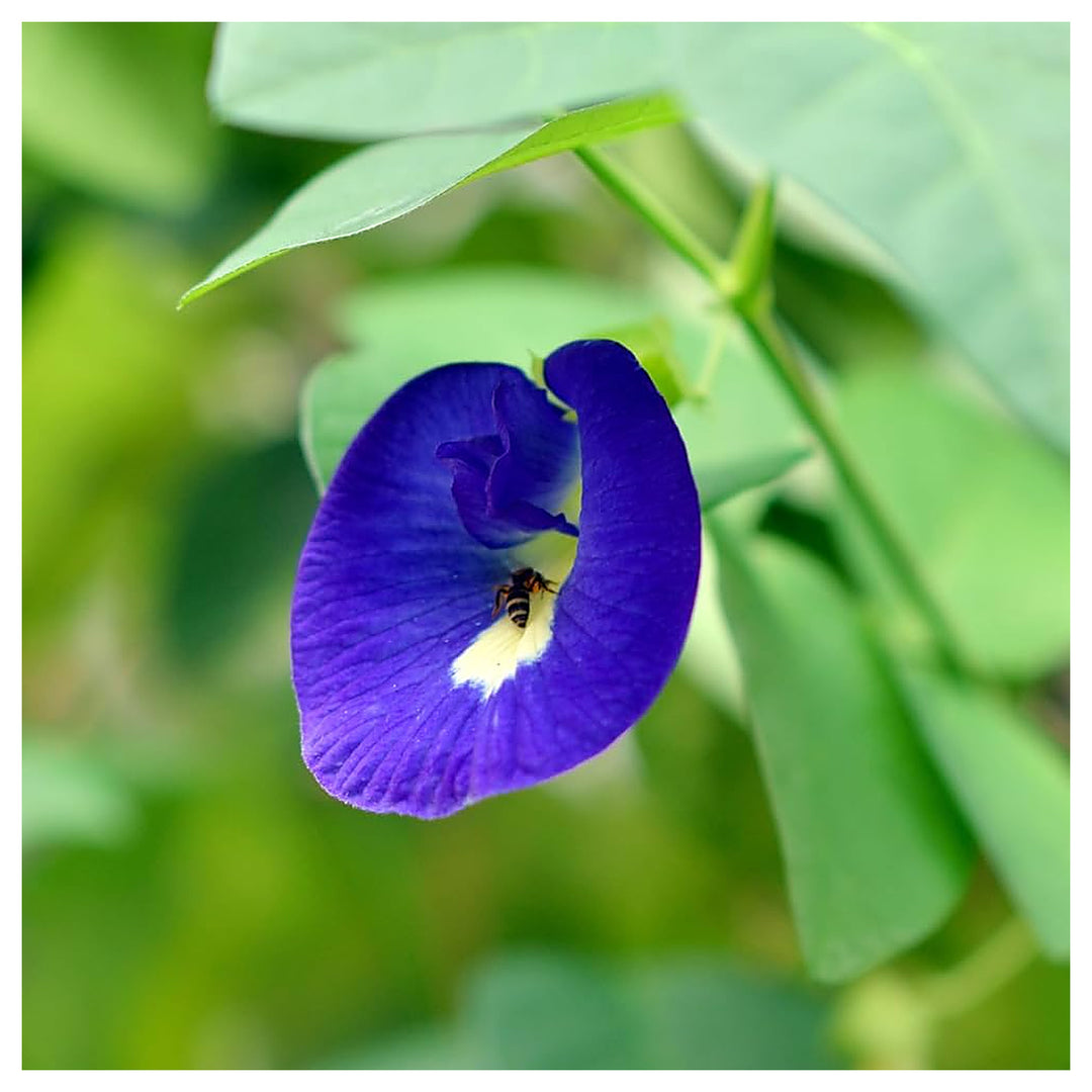Heirloom Non-GMO Coral Pea Flower Seeds for Planting – Vibrant Climbing Blooming Seeds, High Germination | Neera Seeds product photo [neera-v4-da02b74fc8a2fcde6cb9]