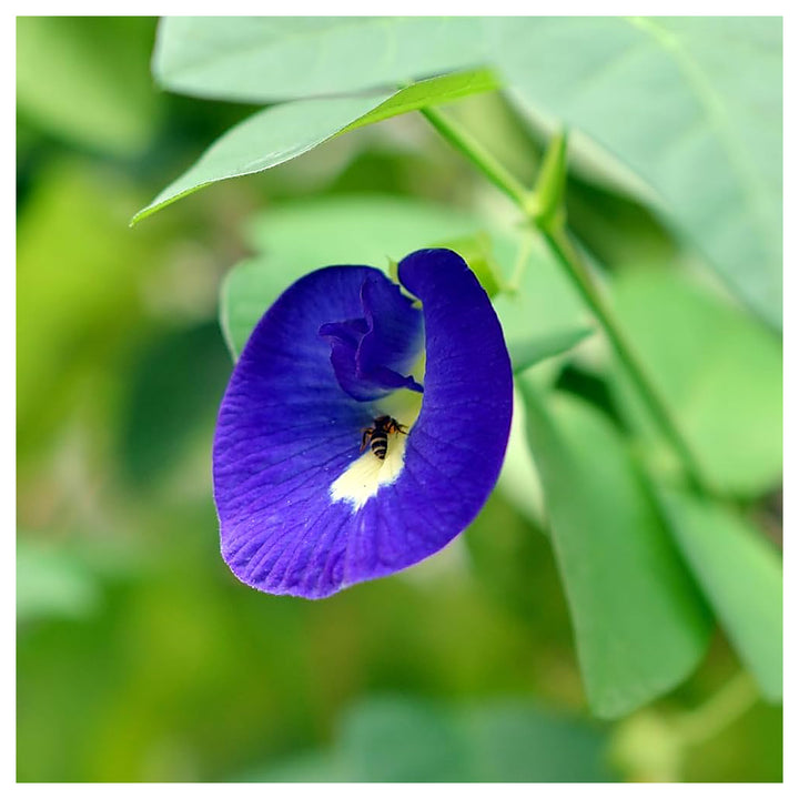 Heirloom Non-GMO Coral Pea Flower Seeds for Planting – Vibrant Climbing Blooming Seeds, High Germination | Neera Seeds product photo [neera-v4-da02b74fc8a2fcde6cb9]