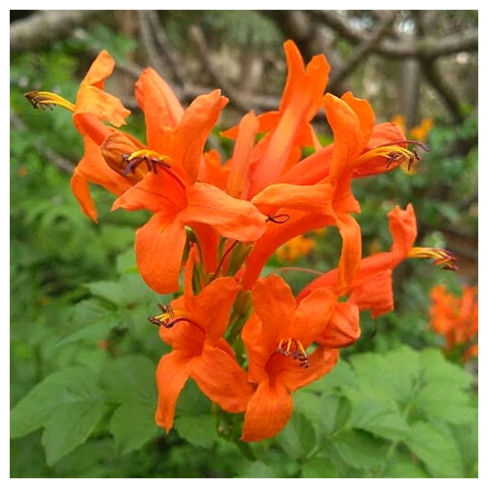 Heirloom Orange Cape Honeysuckle Flower Seeds, Non-GMO Vibrant Blooms for Planting | Neera Seeds product photo [neera-v4-da0315b1b9c723945984]