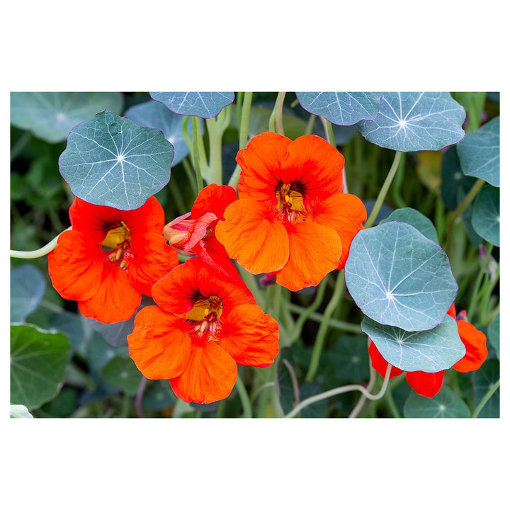 Dark Orange Nasturtium Flower Seeds for Planting – Heirloom, Non-GMO, High Germination Organic Garden Seeds | Neera Seeds product photo [neera-v4-da091c883bad3630f91f]