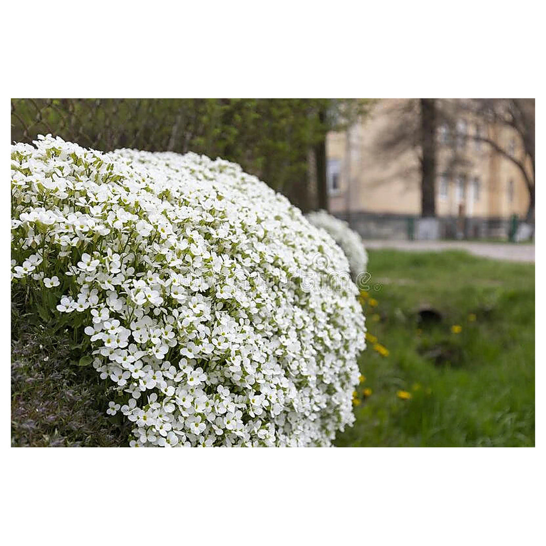 White Aubrieta Cultorum Heirloom Non-GMO Seeds for Planting – High Germination Organic Garden Seeds for Ground Cove | Neera Seeds product photo [neera-v4-da0dc26edbd0cc9789c5]