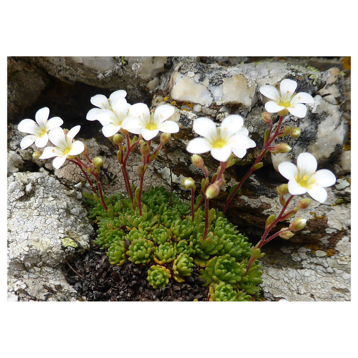 Saxifraga Cebennensis Seeds – Rare Alpine Rockery Plant Seeds for Gardening, Cold Hardy and Non-GMO | Neera Seeds product photo [neera-v4-da0e5af9adbfeba22665]