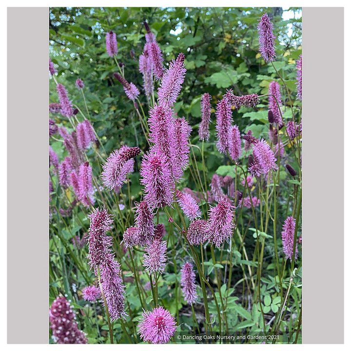 Heirloom Non-GMO Pink Alaskan Burnet Plant Seeds for Planting – for Cool Climate Gardens | Neera Seeds product photo [neera-v4-da11cbfcdd8866d640e1]