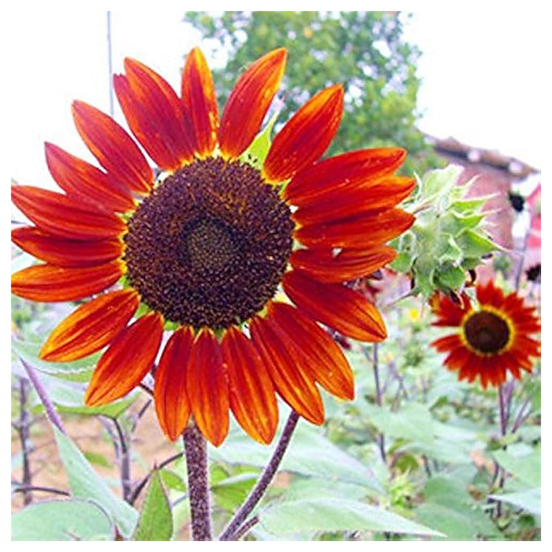 Red Brown Sunflower Sun Fortune Bloom Flower Seeds for Home Garden Planting, Landscape Organic | Neera Seeds product photo [neera-v4-da17d6c829f7047cf7f3]