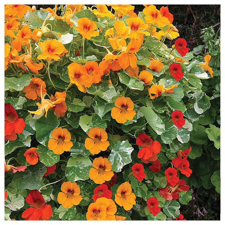 Heirloom Nasturtium Jewel Seeds – Non-GMO Flower Seeds for Planting | High Germination Organic Garden Blooms | Neera Seeds product photo [neera-v4-da1e8267e8e7b610f02c]