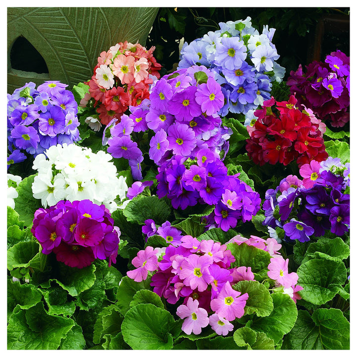Heirloom Non-GMO Violet Primula Obconica Flower Seeds for Garden Planting – Primrose Seeds | Neera Seeds product photo [neera-v4-da3275493990ebcc480f]