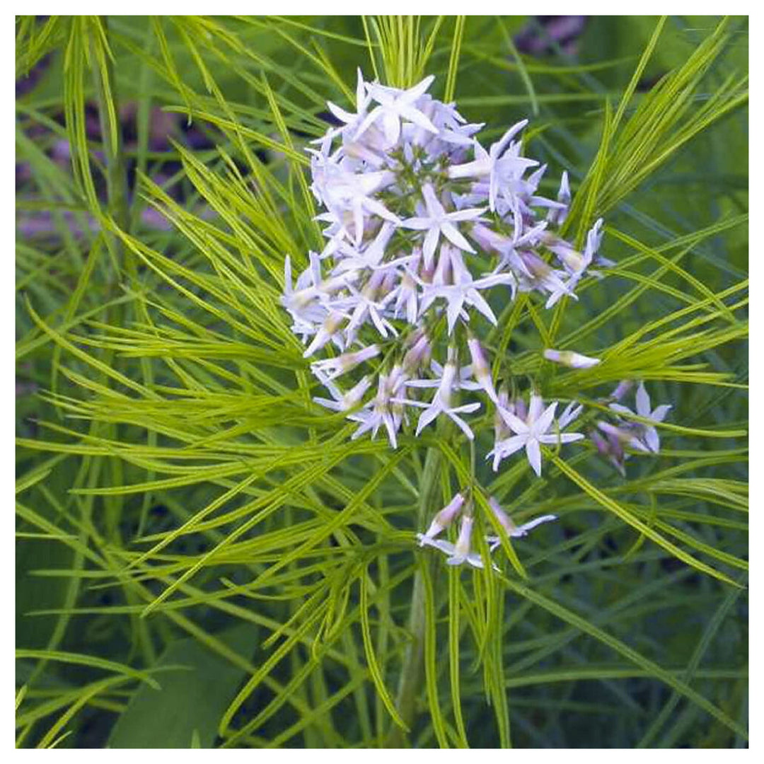 Heirloom Amsonia hubrichtii Bluestar Flower Seeds - Non-GMO, High Germination Organic Garden Seeds for Planting | Neera Seeds product photo [neera-v4-da38357bc8036dc12191]