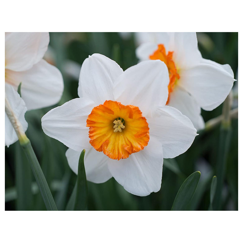 Daffodil Flower Seeds for Planting – Orange & White, Heirloom, Non-GMO Garden Seeds | Neera Seeds product photo [neera-v4-da3cbf91cf01a5876637]