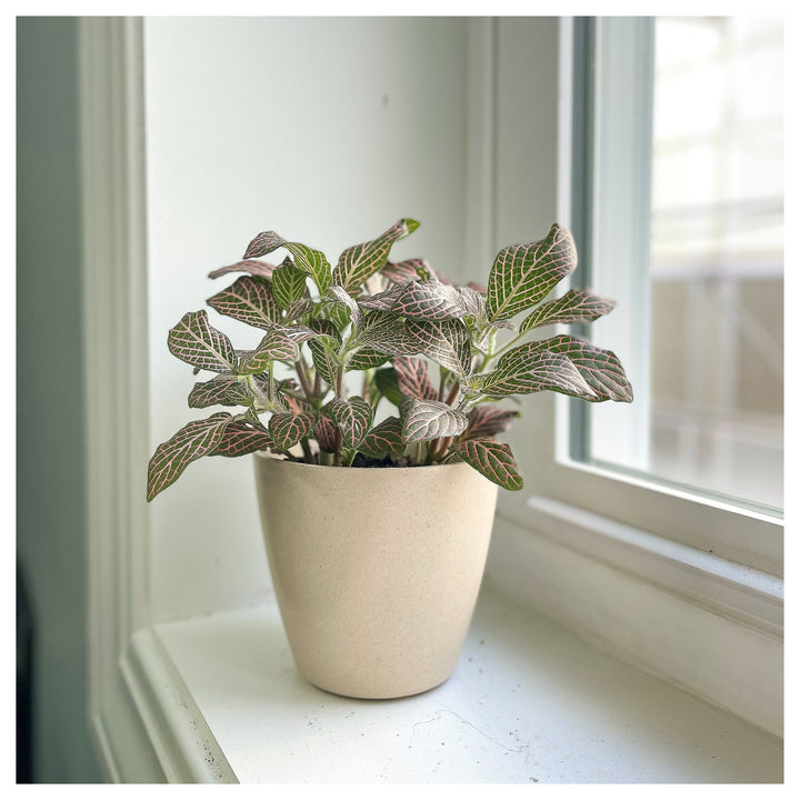 Fittonia Verschaffeltii Green Pink Ornamental Plant Seeds – Heirloom Non-GMO High Germination Organic Seeds for Pla | Neera Seeds product photo [neera-v4-da587712a53f3020aaf5]
