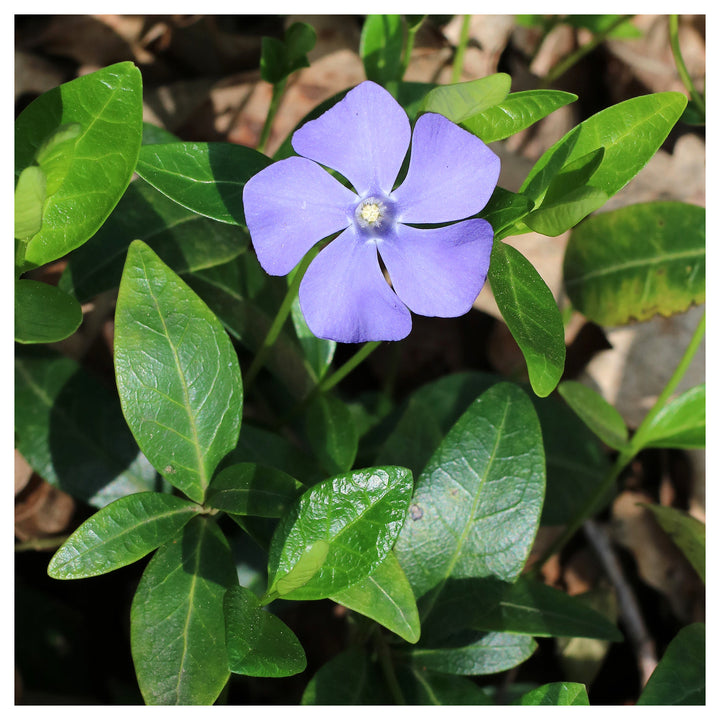 Heirloom Non-GMO Blue Vinca Flower Seeds – Colorful Ground Cover &amp; Garden Planting | Neera Seeds product photo [neera-v4-da5ddaa96dabc4ae13c4]