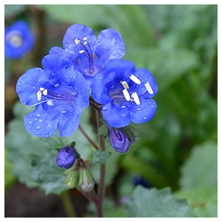 Organic Heirloom Non-GMO Blue California Bluebells Flower Seeds for Planting – Wild Blooms, High Germination | Neera Seeds product photo [neera-v4-da5e6ddbe70bb28c5d93]