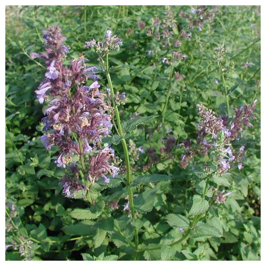 Greek Catnip (Nepeta parnassica) Plant Seeds for Planting - Heirloom Non-GMO Organic Garden Seeds High Germination | Neera Seeds product photo [neera-v4-da826628ad4906f6867f]