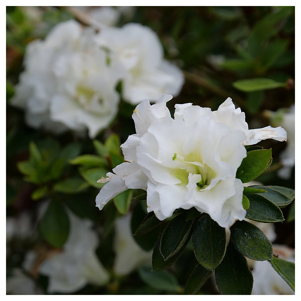 Azalea Flower Seeds White Organic, Heirloom, Non-GMO Seeds for Planting | Neera Seeds product photo [neera-v4-da95e3020d2247f30e0d]