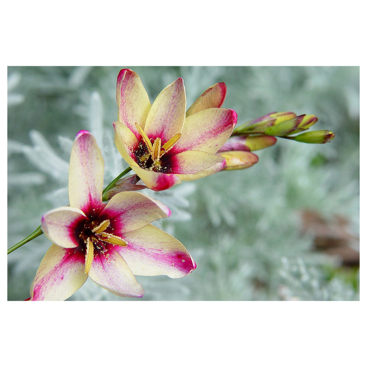 Heirloom Ixia Flower Seeds for Planting - Non-GMO Colorful Bloom High Germination Organic Garden Seeds | Neera Seeds product photo [neera-v4-da9e3b51b81cc2ab8ac2]