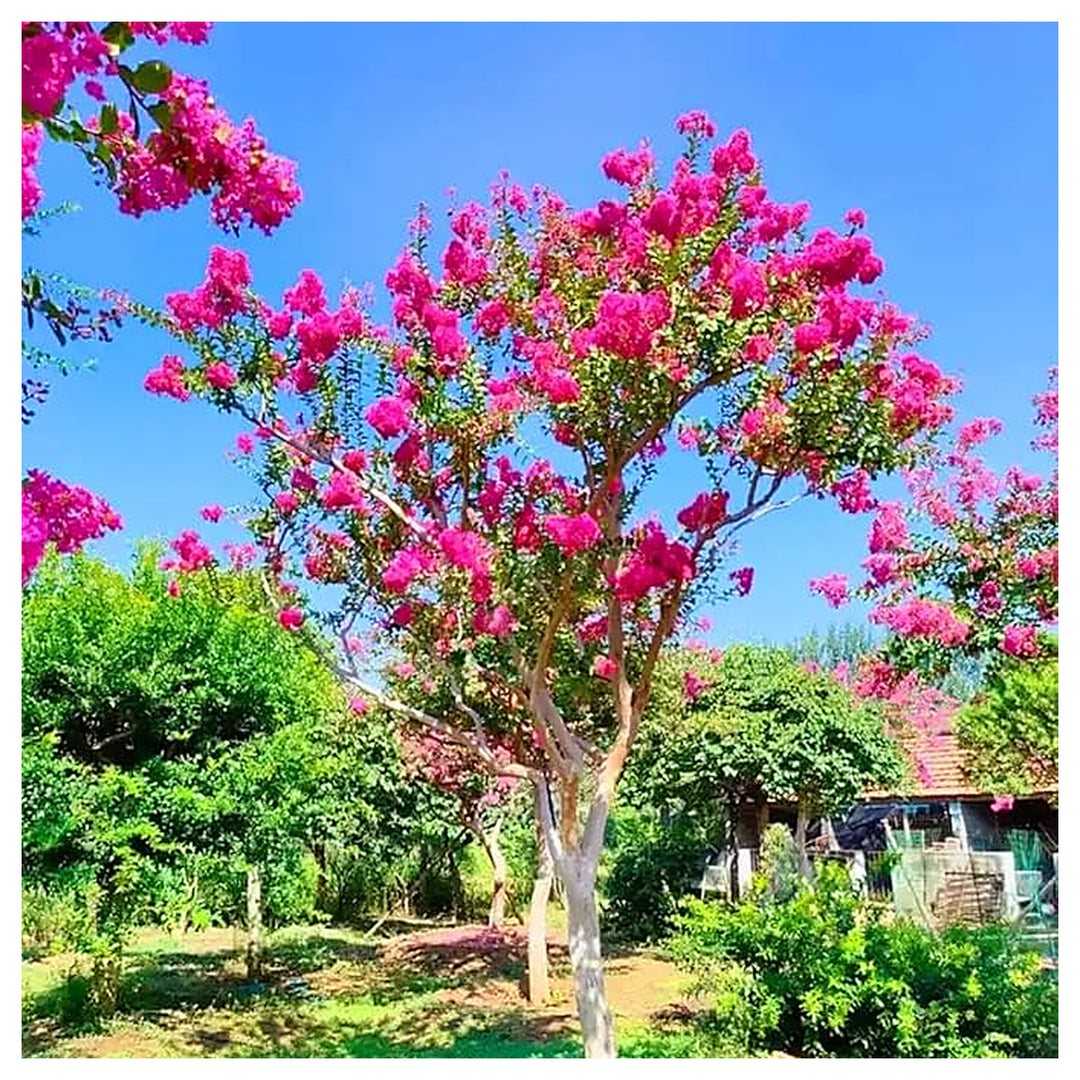 Crepe Myrtle Tree Lagerstroemia Indica For Stunning Flowering Trees Flower Seeds for Home Garden | Neera Seeds product photo [neera-v4-da9fb340646a9aa5b29b]