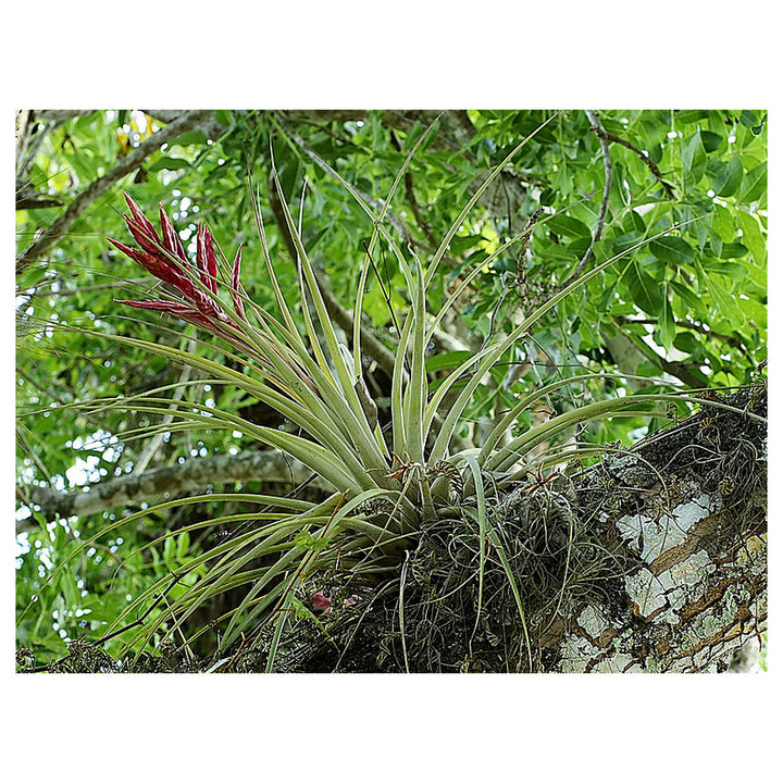 Tillandsia Flower Seeds for Planting – Heirloom, Non-GMO, High Germination, Organic Garden Seeds | Neera Seeds product photo [neera-v4-dab1437db212d3d2b8cf]