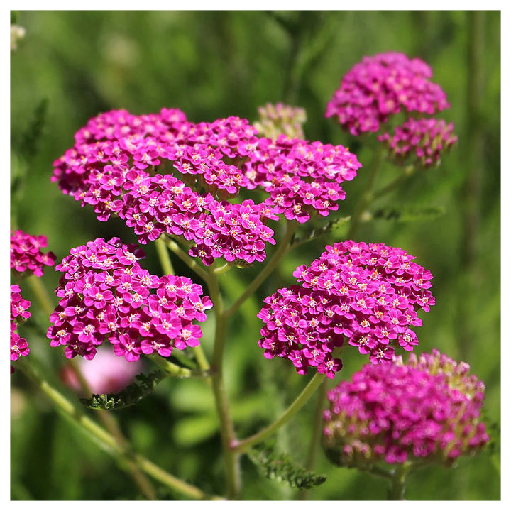 Pink Achillea Yarrow Flower Seeds – Heirloom Non-GMO Seeds for Planting – High Germination Organic Garden Seeds | Neera Seeds product photo [neera-v4-dab67500360befbad6ab]