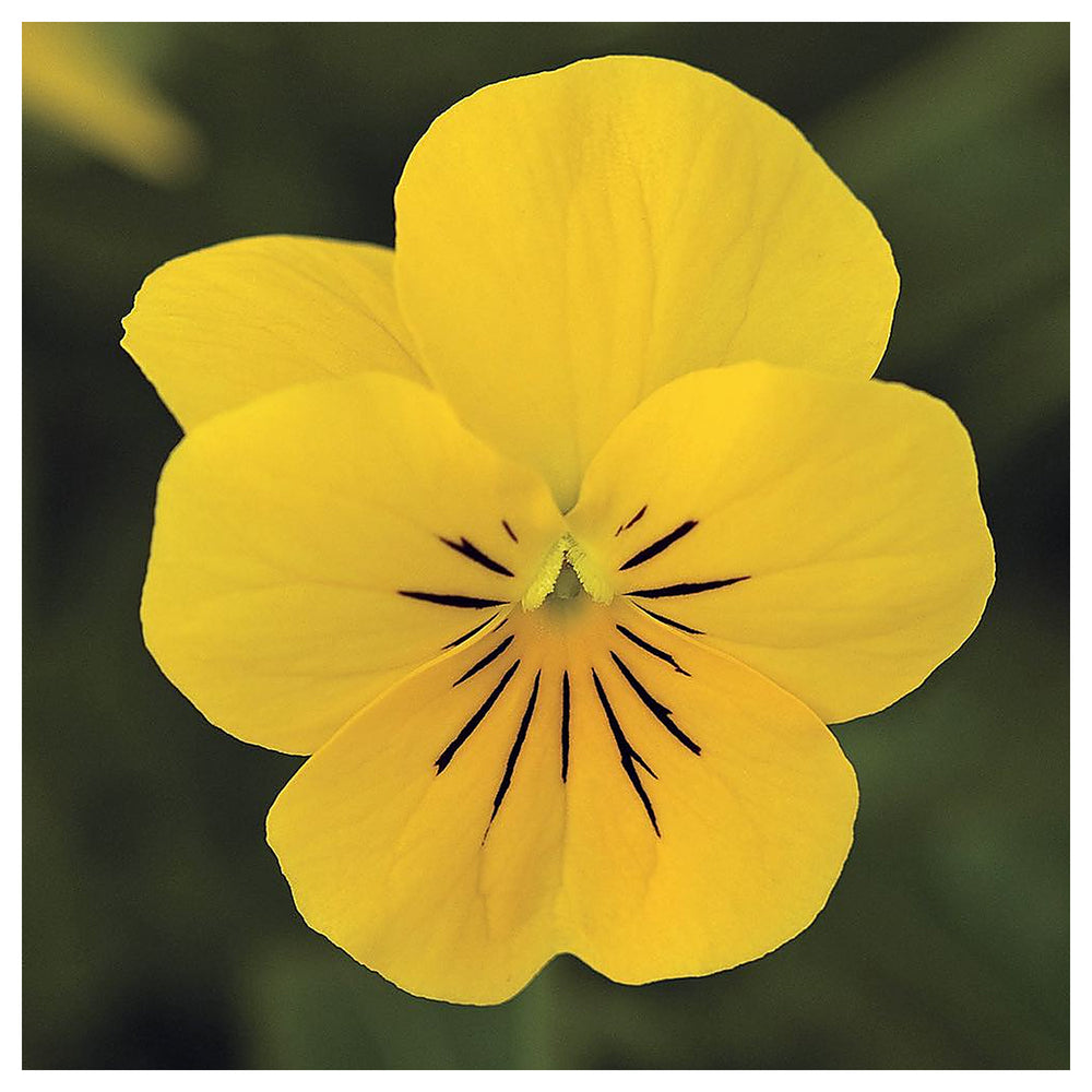 Yellow Pansy Flower Seeds – Non-GMO Seeds for Vibrant Garden Planting | Neera Seeds product photo [neera-v4-dab7abd7a9c0b62269a1]
