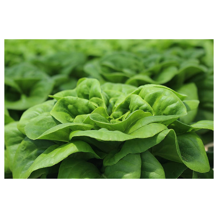 Buttercrunch Lettuce Seeds for Planting – Heirloom, Non-GMO, High Germination Organic Vegetable Seeds | Neera Seeds product photo [neera-v4-daceea0eb1e7cdac8489]