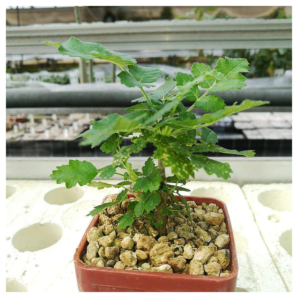Boswellia Sacra Seeds for Planting - Heirloom, Non-GMO, High Germination Organic Frankincense Tree Seeds for Easy G | Neera Seeds product photo [neera-v4-dadd50a2a454f649ad2d]
