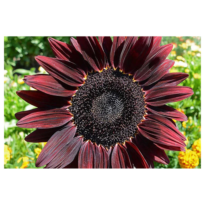 Chocolate Cherry Sunflower Seeds – Heirloom, Non-GMO, High Germination Flower Seeds for Planting | Neera Seeds product photo [neera-v4-dadd648b077c1ef52ca7]