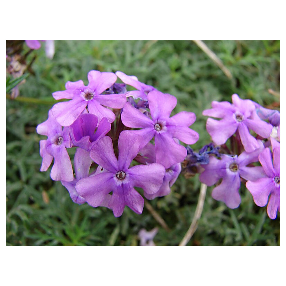 Organic Violet Moss Verbena Flower Seeds for Planting – Heirloom Non-GMO High Germination Garden Seeds | Neera Seeds product photo [neera-v4-dae25dca78a686f07f68]