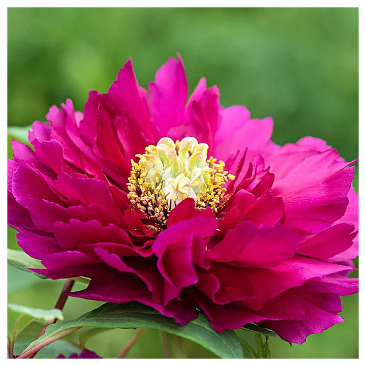 Paeonia Flower Seeds – Heirloom Non-GMO Peony Blooms for Elegant Garden Planting | Neera Seeds product photo [neera-v4-daeb03fb8c240b1efb4b]