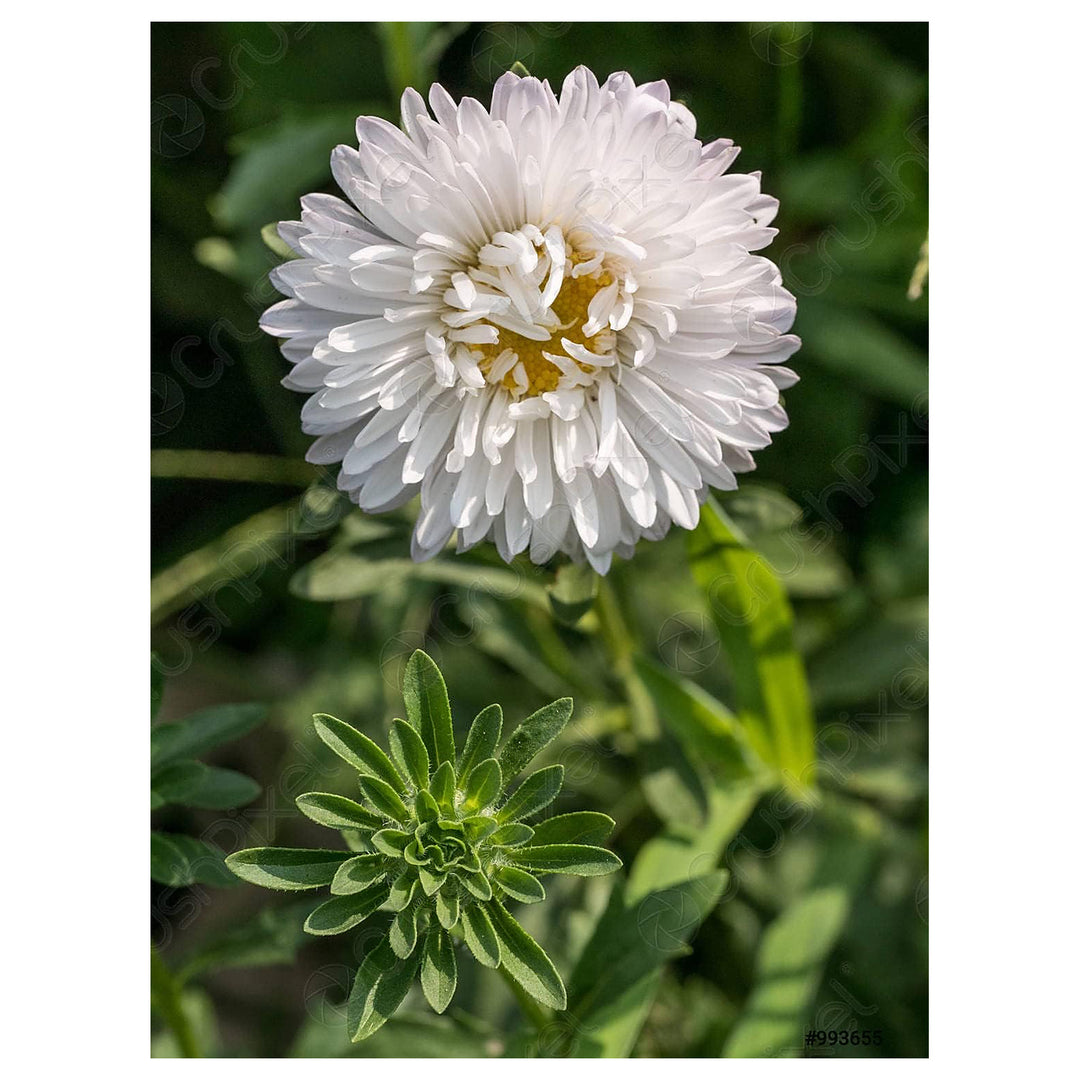White Aster Flower Seeds for Planting – Heirloom, Non-GMO, High Germination Organic Garden Seeds | Neera Seeds product photo [neera-v4-daef0a312176f3b12605]
