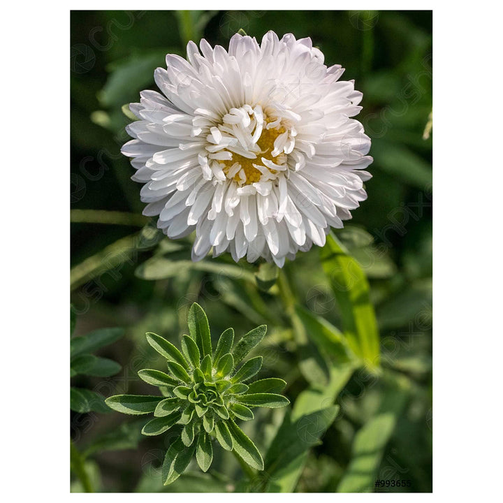 White Aster Flower Seeds for Planting – Heirloom, Non-GMO, High Germination Organic Garden Seeds | Neera Seeds product photo [neera-v4-daef0a312176f3b12605]