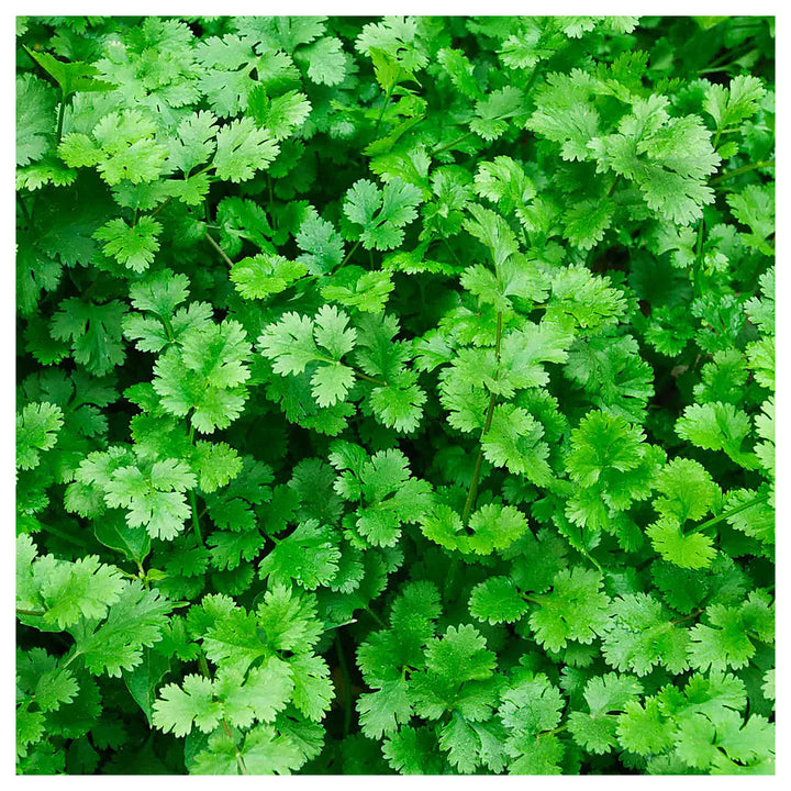 Cilantro Coriander Herb Seeds for Planting – Heirloom, Non-GMO, High Germination Organic Garden Seeds for Culinary  | Neera Seeds product photo [neera-v4-daf7f58d9ce33903af5e]