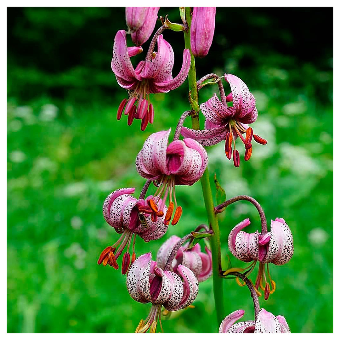 Heirloom Non-GMO Lilium Martagon Flower Seeds for Unique Garden Blooms and Woodland Planting | Neera Seeds product photo [neera-v4-dafdc21cbbd7b3aef35f]