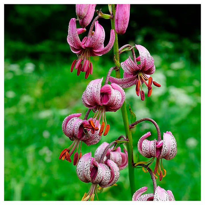 Heirloom Non-GMO Lilium Martagon Flower Seeds for Unique Garden Blooms and Woodland Planting | Neera Seeds product photo [neera-v4-dafdc21cbbd7b3aef35f]