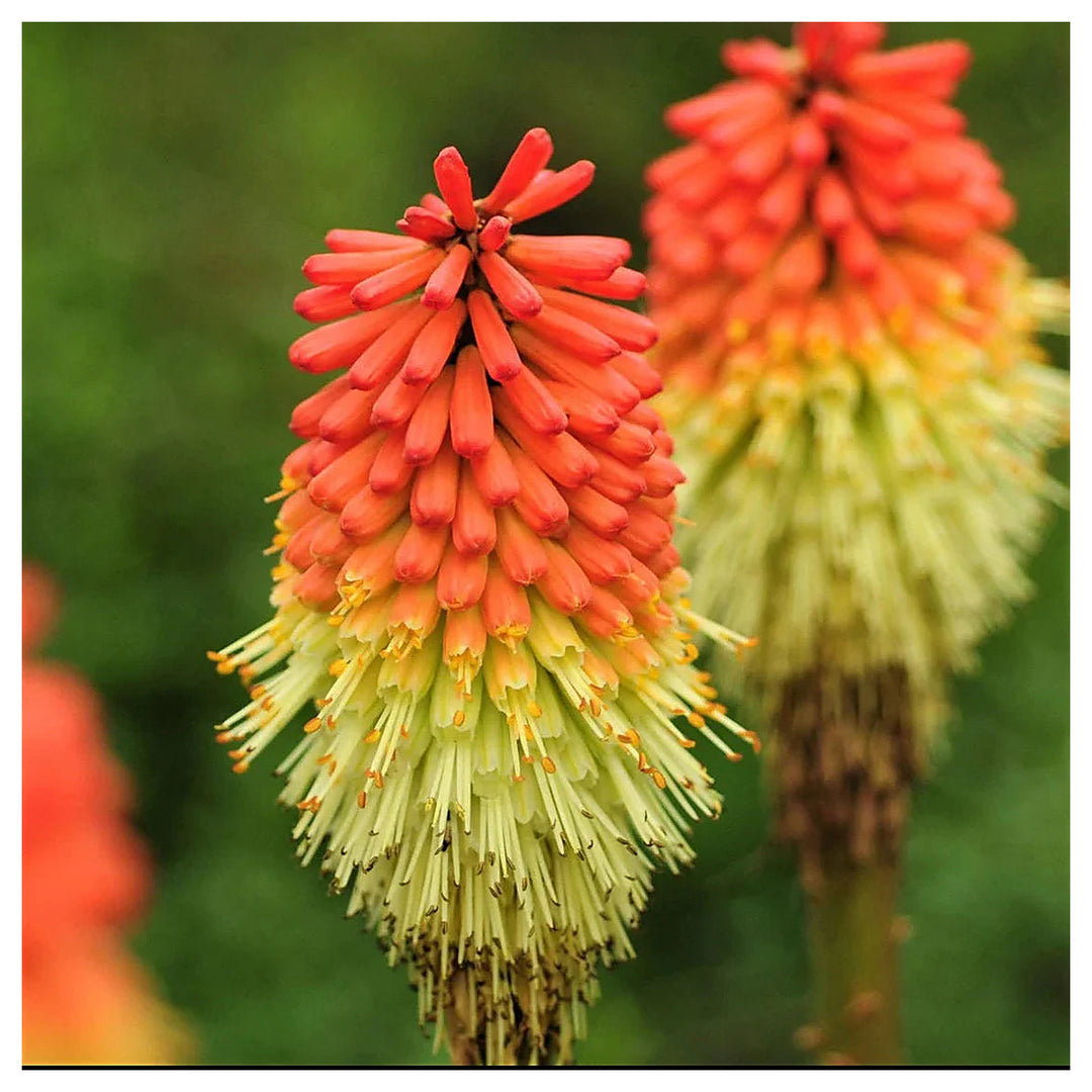 Heirloom Non-GMO Kniphofia Flower Seeds for Planting – Vibrant Torch-Lily Blooming Seeds | High Germination | Neera Seeds product photo [neera-v4-db001a84c5b1e0c90ebd]