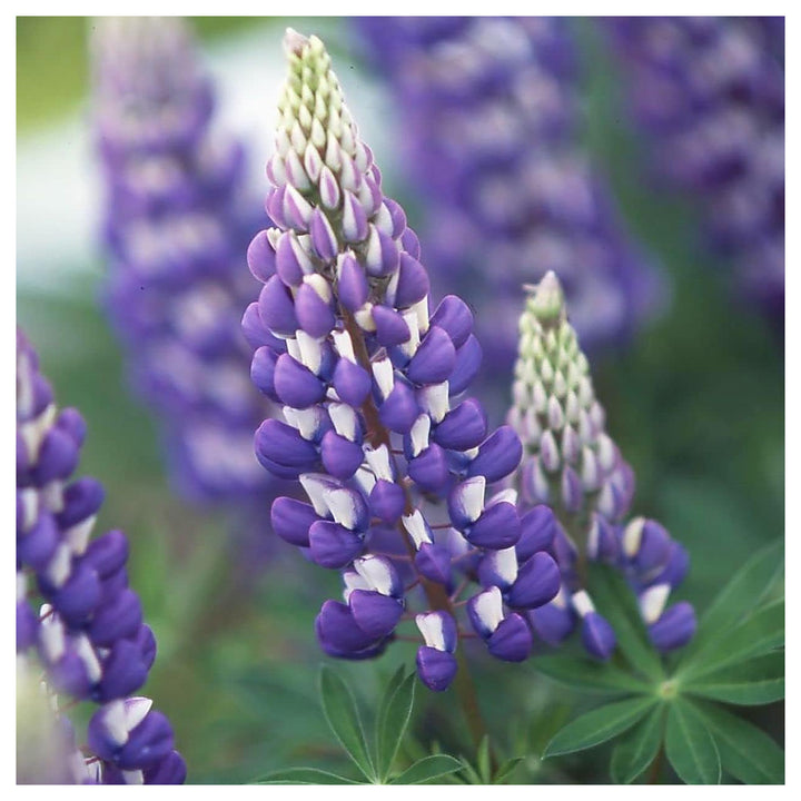 Thick Blue Lupine Flower Seeds for Planting – Heirloom, Non-GMO, High Germination Garden Seeds | Neera Seeds product photo [neera-v4-db0255c6e3617a068fd4]