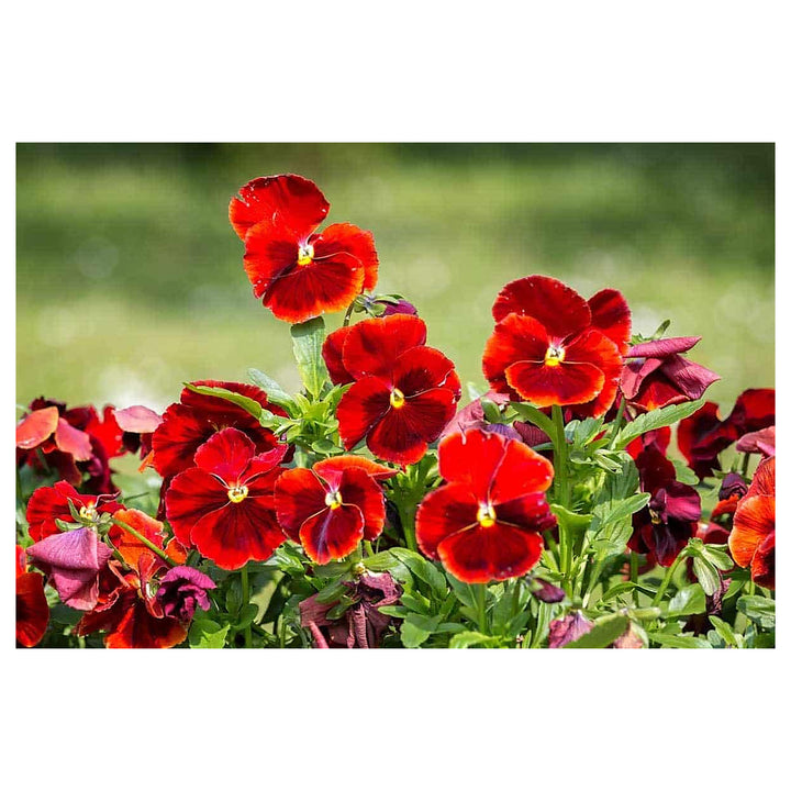 Heirloom Red Pansy Flower Seeds for Planting – Organic, Non-GMO, High Germination Garden Seeds | Neera Seeds product photo [neera-v4-db0a27cf1bcec733723d]