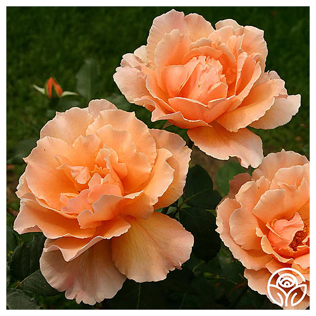 Orange Joey Hybrid Tea Rose Plant Seeds for Planting | Heirloom Non-GMO High Germination Organic Garden Seeds | Neera Seeds product photo [neera-v4-db0cd95ff1b537a99cc0]