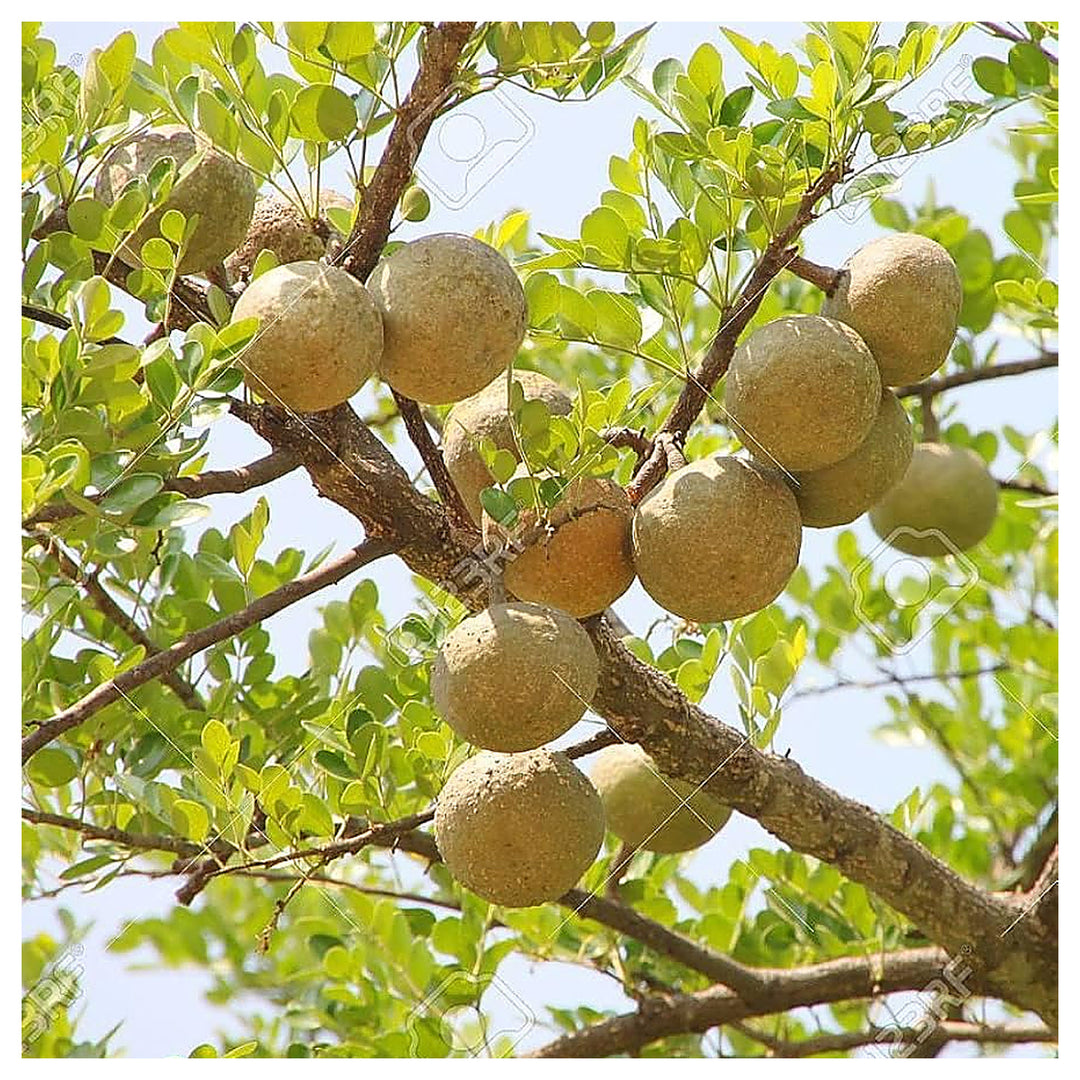 Wood Apple Fruit Seeds for Planting – Heirloom Non-GMO High Germination Organic Garden Seeds | Neera Seeds product photo [neera-v4-db0f2c2c07bedc8ca5d7]