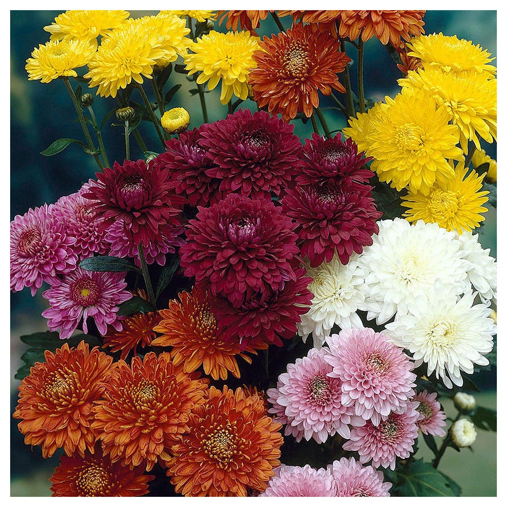 Organic Mixed Colors Chrysanthemum Flower Seeds for Planting – Heirloom, Non-GMO | Neera Seeds product photo [neera-v4-db101681c9de5870da1c]