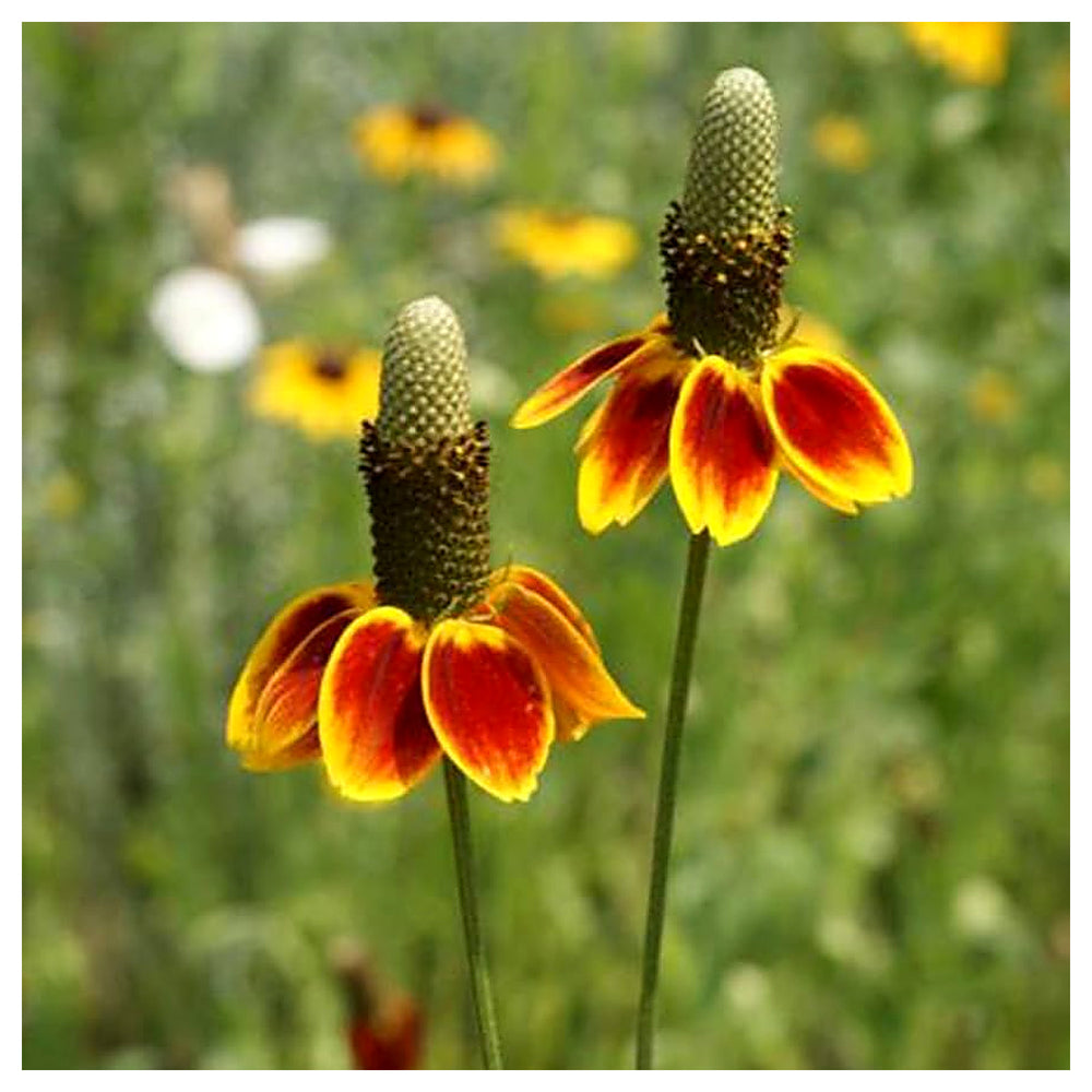 Heirloom Non-GMO Mexican Hat Flower Seeds for Planting – Drought-Tolerant Wildflower Blooms | Neera Seeds product photo [neera-v4-db1ad5383de0b88613bf]