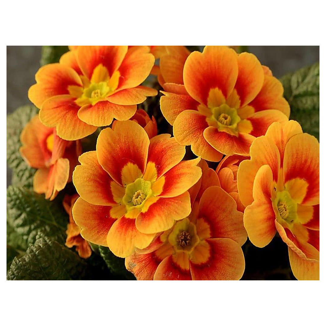 Orange Primrose Flower Seeds for Planting – Heirloom, Non-GMO, High Germination Organic Garden Seeds | Neera Seeds product photo [neera-v4-db2270c4cfd6d4026bb6]
