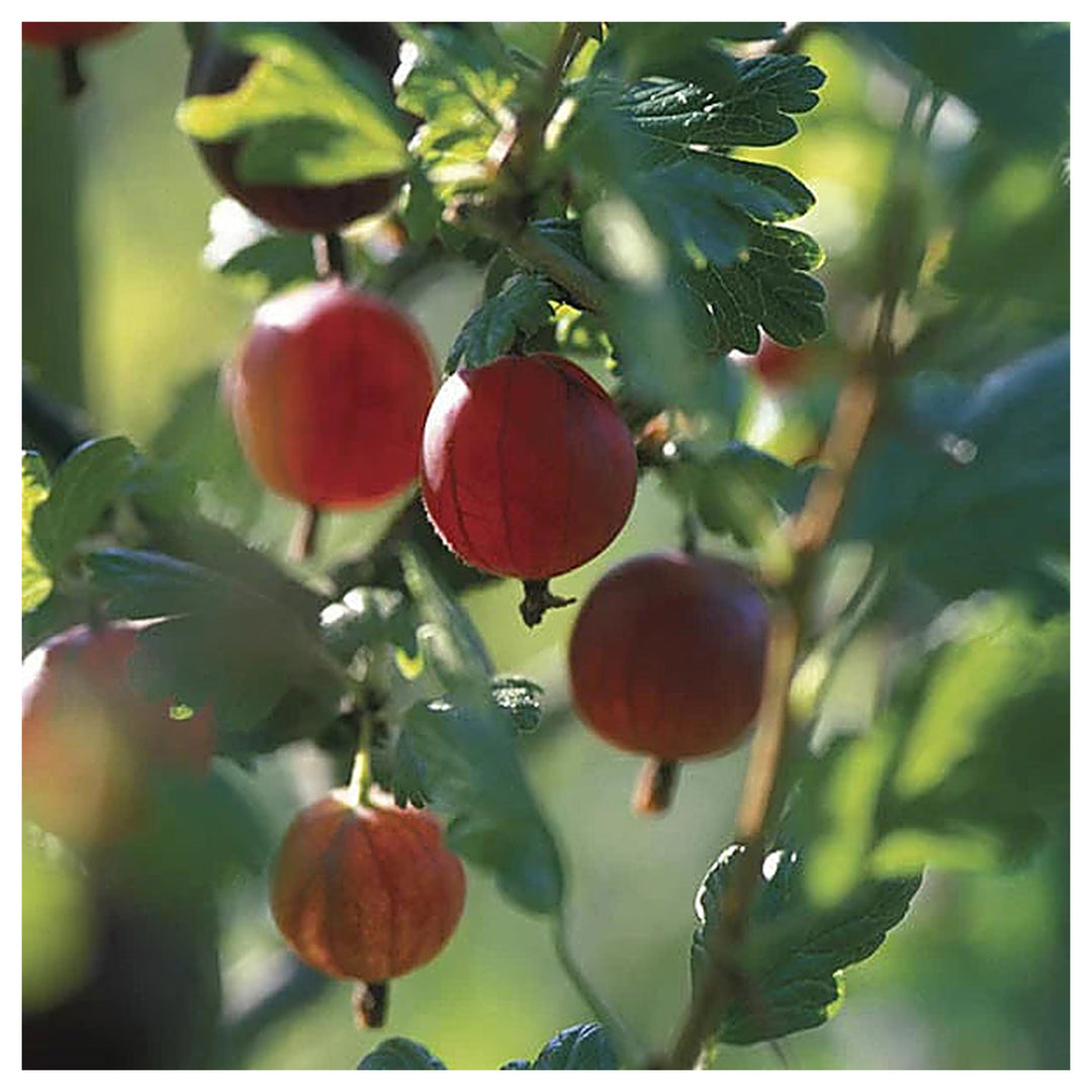Xenia Red Gooseberry Fruit Seeds for Planting – Hardy Garden Berries, Heirloom & Non-GMO Seeds | Neera Seeds product photo [neera-v4-db439bf1d32da732c766]