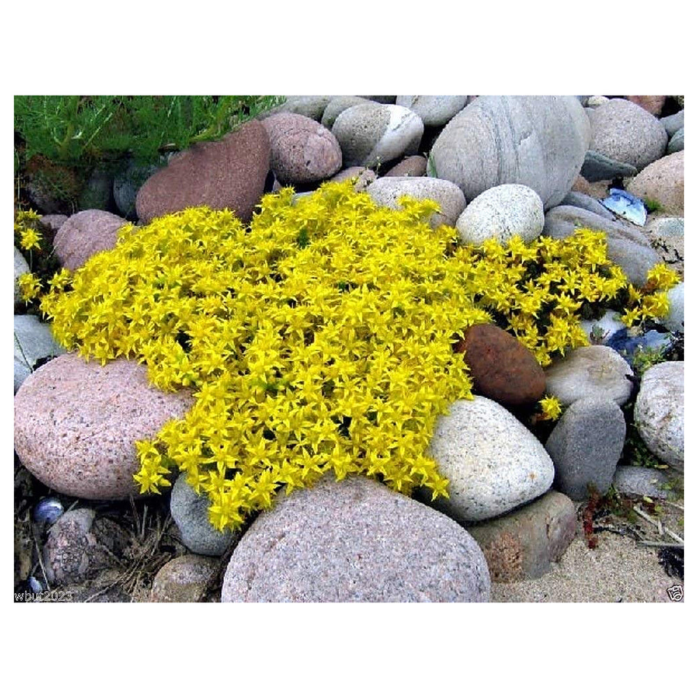 Heirloom Non-GMO Yellow Sedum Flower Seeds for Planting – Drought-Tolerant Ground Cover Blooms | Neera Seeds product photo [neera-v4-db43f02b2160612c26ee]