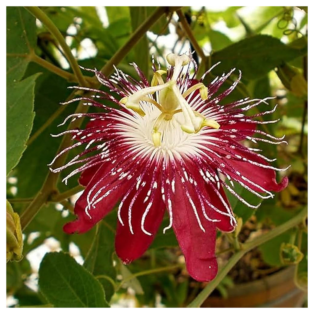 Organic Heirloom Red Passion Flower Seeds – Non-GMO Exotic Climbing Seeds for Planting, High Germination | Neera Seeds product photo [neera-v4-db5d14367b1615c7615d]